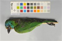 藏品(五色鳥)的圖片